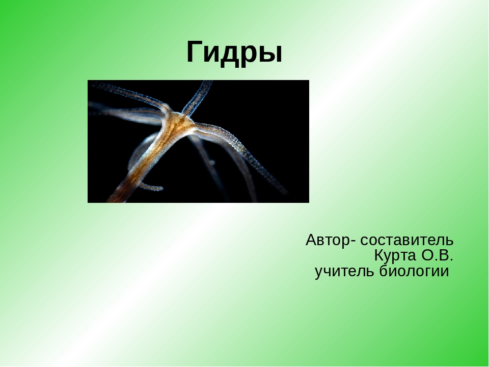 Кракен актуальное зеркало