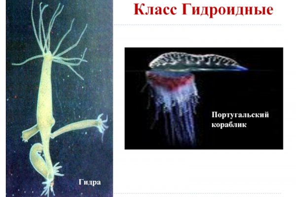 Kraken13at